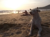 Wieczorem znów plaża i strażnik naszych rzeczy. 