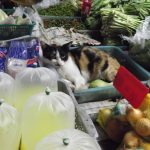 Fauna i flora na targu w pełnej symbiozie.