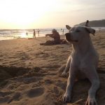 Wieczorem znów plaża i strażnik naszych rzeczy.