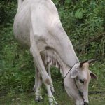 Sucha krowa