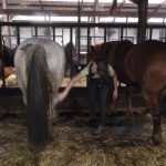 Poobijana Gosia czyści Pana Kulkę (który urażony nadanym mu imieniem w pokazowy sposób wystrzelił ją w galopie w powietrze, a potem laskawie przeskoczył) - Nie ma to jak dobry prezent urodzinowy!